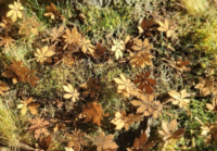 Chestnut leaves extra color - Image 1