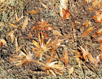 Dry jungle leaves mixture - Image 1